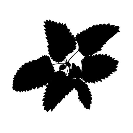 Vector shape of fragrant fresh mint sprig. Vector illustration of sprig of fragrant mint with fresh green leaves. Image of peppermint leaves in vector. Illustrations of herbaceousのイラスト素材