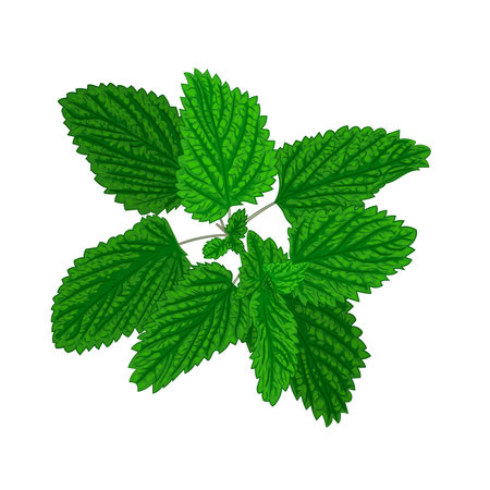 Color illustration of fragrant fresh mint sprig. Vector illustration of sprig of fragrant mint with fresh green leaves. Image of peppermint leaves in vector.のイラスト素材