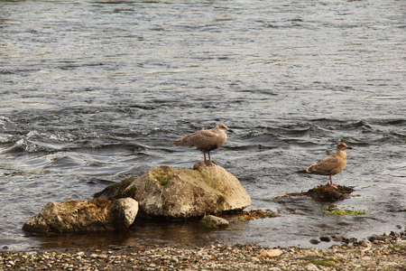 Two seagulls standing on the coastal rocksの写真素材