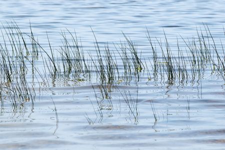 grass  in the blue rippled waterの写真素材