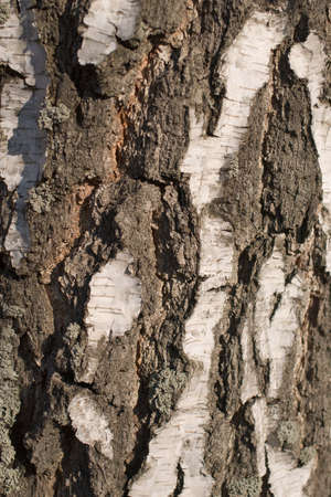 brightly sunlit birch tree bark texture