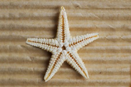 dried small starfish on the carton backgroundの写真素材