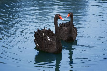 pair of black swans in the blue pondの写真素材
