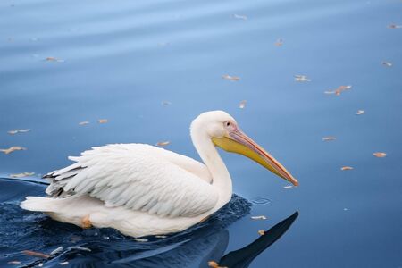 pelican in the  blue pond with autumn leavesの写真素材
