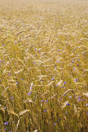 corn field with cornflowers background (portrait orientation)の写真素材