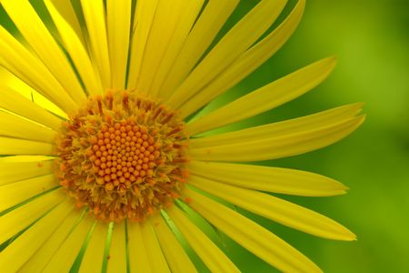 yellow flower over the green