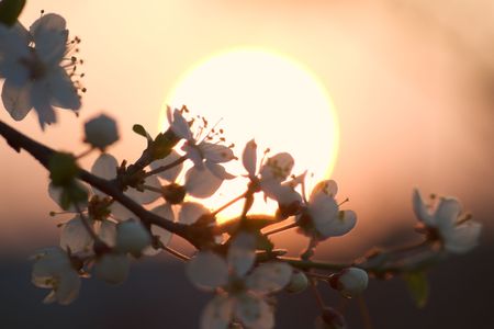 cherry-plum blossom in sunset light