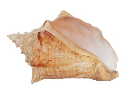 sea snail  shell isolated on white