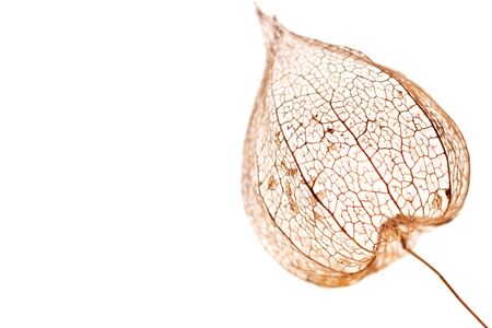 dried physalis pod isolated on white backgroundの写真素材