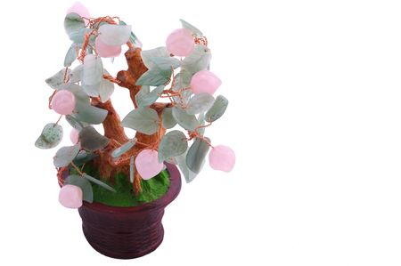 Oriental lucky tree isolated on whiteの写真素材