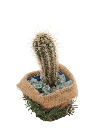 cactus in decorated pot isolated on whiteの写真素材