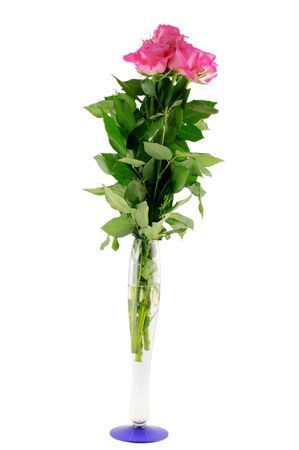 three pink roses in glass vase isolated on whiteの写真素材