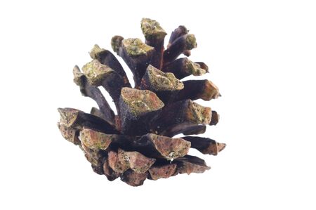 old opened mossy pine cone isolated on whiteの写真素材