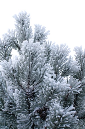Engelmann spruce tree branches with cones covered with hoarfrostの写真素材