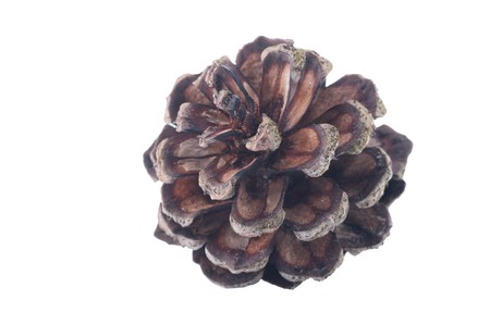 old opened pine cone isolated on whiteの写真素材