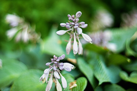 Purple hosta flowers on soft background of greeen leaves. Selective focus.の写真素材