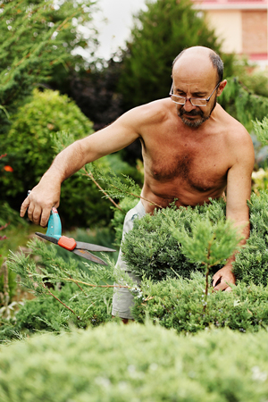 Man gardener (60 years old) with clippers in hand making art cutting juniper. Selective focus.の写真素材