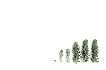 Pattern of blue succulent plants (spurge) isolated on white background, overhead viewの写真素材