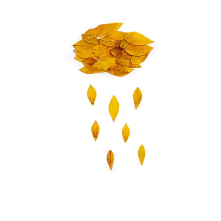 Yellow leaves arranged in cloud with rain shape on white background. Flat lay, top view. Autumn composition of Platycodon grandiflorusの写真素材