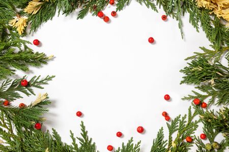 Christmas background border with evergreen fir tree and red berries isolated on white.の写真素材