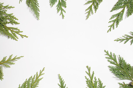 Frame with Japanese cypress (Chamaecyparis, coniferous tree) leaves isolated on white background. Flat lay, overhead view. Evergreen fir tree decoration for christmas card, new year patternの写真素材