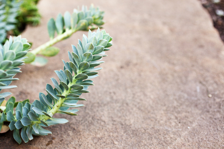 Spurge (Euphorbia myrsinites L., Euphorbiaceae) in the rocky gardenの写真素材