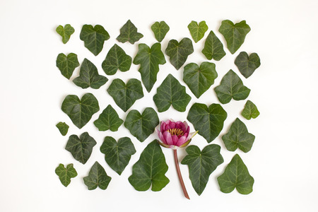 Creative arrangement of dogwood green leaves (cornus alba) and nymphaea waterlily purple flower on white background. Flat lay, top view.の写真素材
