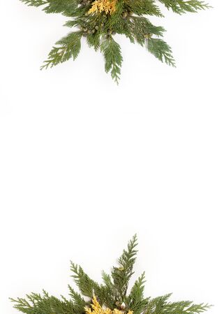 Evergreen leaves arranged in star shape isolated on white background. Flat lay, top view. Christmas related compositionの写真素材