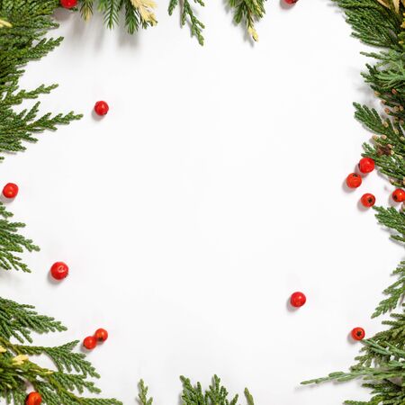 Christmas background border with evergreen fir tree and red berries isolated on white.の写真素材