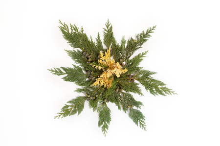 Evergreen leaves arranged in star shape isolated on white background. Flat lay, top view. Christmas related compositionの写真素材