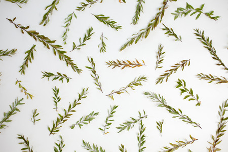 Pattern with branches, leaves and petals isolated on white background. Flat lay, top view. Arrangement of gray grefsheim (spiraea cinerea) plant.の写真素材