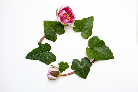 Floral round frame arrangement of dogwood green leaves (cornus alba) and nymphaea waterlily purple flower on white background. Flat lay, top view. の写真素材