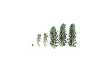 Pattern of blue succulent plants (spurge) arranged on white background, top view. Flat layの写真素材