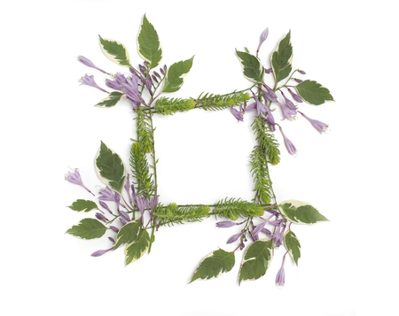 Floral frame with purple hosta flowers, green leaves and succulents isolated on white background. Flat lay, top view.の写真素材