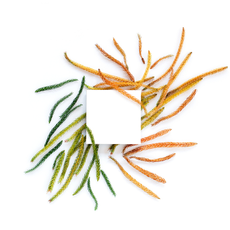 Creative layout made of bright fir branches with paper card note. Flat lay. Nature conceptの写真素材