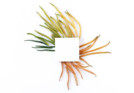 Creative fabric white mockup with fir gradient branches from yellow to green