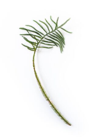 pine leaf (fir) on white background, flat lay, top viewの写真素材