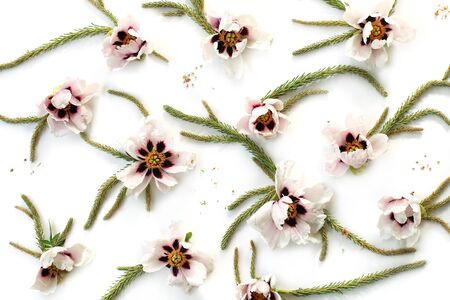 Valentines Day background made of pink and white peonies, evergreen leaves, branches on white background. Flat lay, top view floral pattern.の写真素材