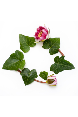 Floral round frame arrangement of dogwood green leaves and waterlily purple flower on white background. Flat lay, top view.の写真素材