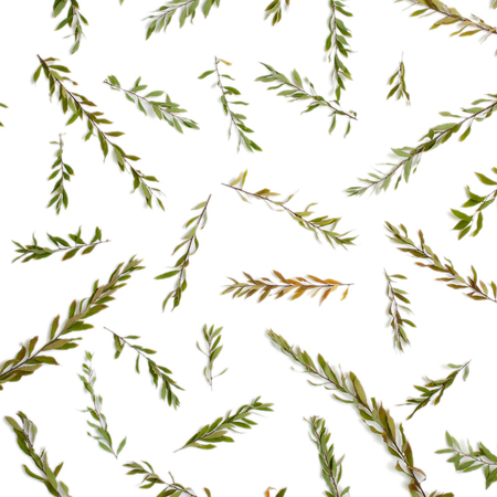 Pattern with floral branches isolated on white background. Flat lay, top view. の写真素材