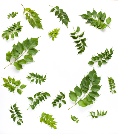 Round frame with green leaves isolated on white background. flat lay, top viewの写真素材