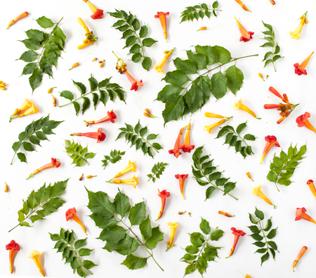 floral pattern texture with leaves, buds and flowers isolated on white background. flat lay, top viewの写真素材