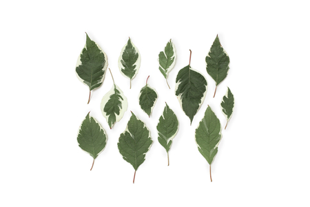 Creative arrangement of dogwood green leaves (cornus alba) on white background. Flat lay, top view. の写真素材