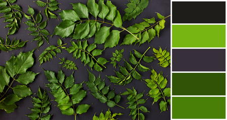 Green leaves floral pattern on black background. color palette scheme with complementary swatchesの写真素材