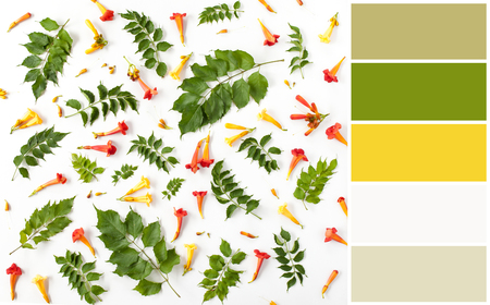 floral pattern texture with leaves, buds and flowers. color palette scheme with complementary swatchesの写真素材