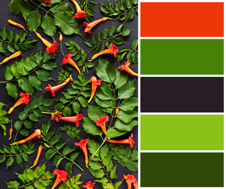 Floral pattern color palette scheme with complementary swatchesの写真素材