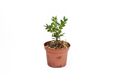 Buxus sprout in plastic pot isolated on white background. Evergreen boxtree (common box, European box, or boxwood).の写真素材