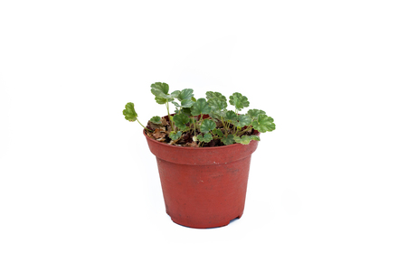 Heuchera sprouts in plastic pot isolated on white background. Small perennial plantの写真素材