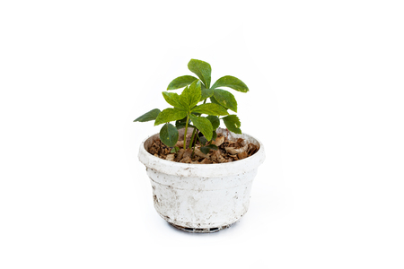 Helleborus sprout in flowerpot isolated on white background. Young hellebore (Helleborus orientalis).の写真素材