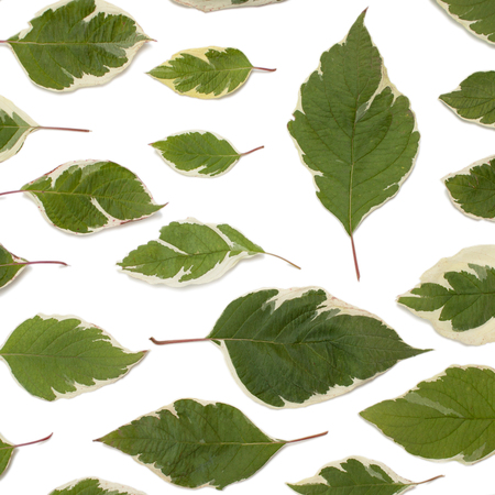 Creative arrangement of dogwood green leaves (cornus alba) on white background. Flat lay, top view. の写真素材